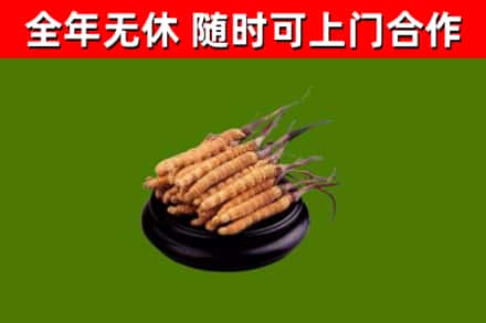 肇源回收冬虫夏草